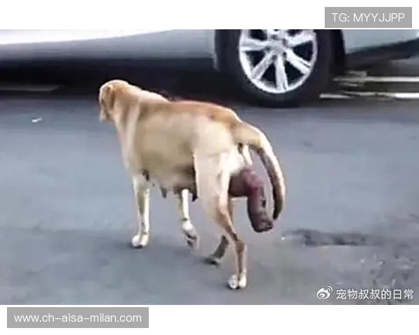 哈兰德被拍在街头为流浪狗买食物，朴素举动暖心